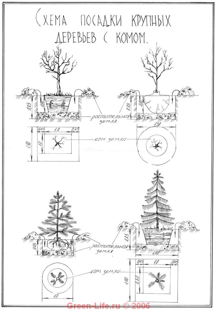 Схема посадки деревьев и кустарников